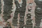 Polished Stromatolite (Inzeria) Slab - Alice Springs, Australia #129170-1